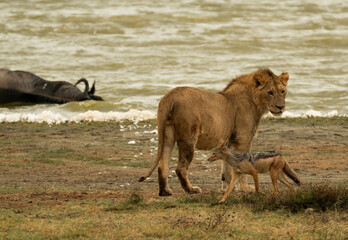 Lion standing near a jackal by a lakeshore with a wildebeest carcass in the background in Ngorongoro Crater, Tanzania.