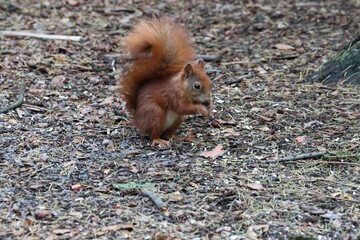 Nice small squirel looking for food