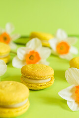 yellow French macaroons on a green background, with yellow daffodil flowers in a soft light