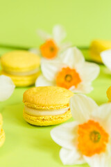 yellow French macaroons on a green background, with yellow daffodil flowers in a soft light