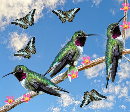 Three Hummingbirds on a Floss tree branch with flowers and Malay
