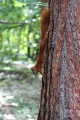 Nice small squirel looking for food