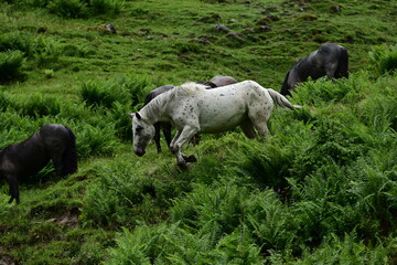 Fototapeta premium Gruppe von Pferden die einen steilen mit Farnkraut bewachsenen Hügel hinablaufen