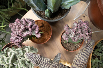 Euphorbia lactea cristata cactus with purple coral-like form in terracotta pots on a table. Decorative ornamental plants for collections, ecommerce, mockups, and design.
