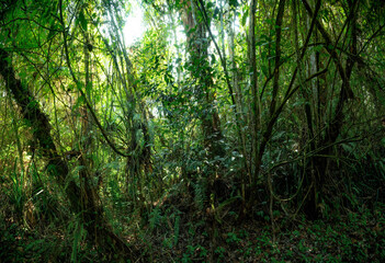 Impenetrable jungle dense thicket with tangled vines and ferns, remote wilderness pathless forest