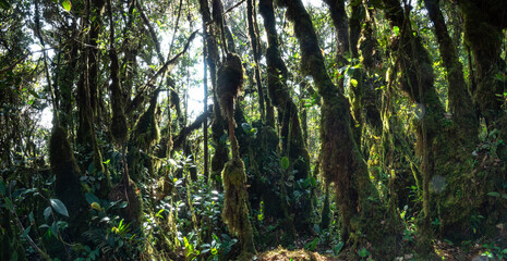 Sunlit mossy forest with vertical trunks and hanging vines in tropical jungle canopy