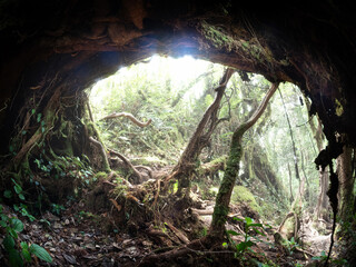 Prehistoric shelter primeval forest root cave natural arch survival passage