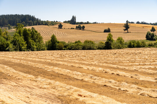 Farms in Oregon, Farmland in Oregon, Hay farm in Oregon