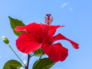 Vibrant red hibiscus blooming against clear blue sky