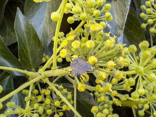 Dark insect on yellow flower buds in green foliage
