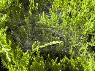 Delicate spider web on lush green foliage under sunlight