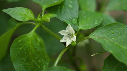Pepper sprout in a garden bed in rain in a farm field, clear water watering the shoots of a growing seedling, agriculture, green planet ecology, gardening concept, growing vegetables on the ground.