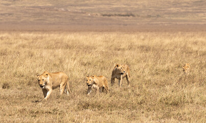 Lionesses walking together as a pride across the savannah in Ngorongoro Crater, Tanzania.