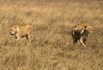 Two lionesses walking through dry golden grassland in Ngorongoro Crater, Tanzania.