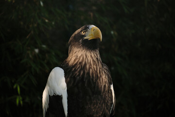 Majestic Steller sea eagle perched on a wooden branch in Belgrade Zoo, showing its powerful yellow beak and dark plumage.