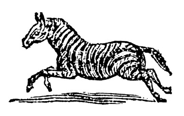 Galloping zebra, old vintage illustration, 1897