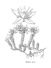 Fototapeta premium Sedum acre, a perennial flowering plant in the family Crassulaceae, old vintage illustration, 1892