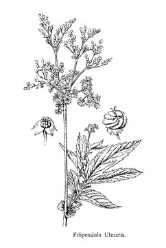 Filipendula ulmaria, commonly known as meadowsweet or mead wort, is a perennial herbaceous plant in the family Rosaceae that grows in damp meadows, old vintage illustration, 1892