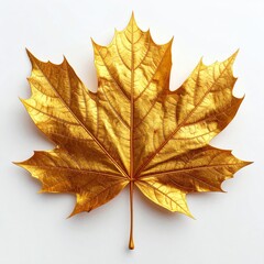 Obraz premium Golden Maple Leaf on White Background with Detailed Veins and Textured Surface Studio Shot