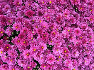 Chrysanthemum flowers pink blooms bouquet. 