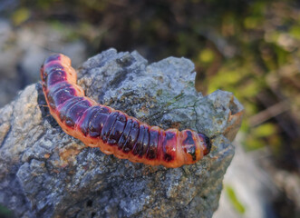 Large Caterpillar of the Goat Moth (Cossus cossus) on Limestone Rock, Nyavalyás Hill Quarry