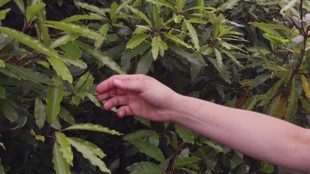 Close-up of a woman examining fresh bay laurel leaves (Laurus nobilis) in Madeira, Portugal. The lush green foliage of the aromatic bay tree, widely used as a culinary herb and natural seasoning