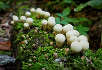 A cluster of young puffball mushrooms (Lycoperdon perlatum) sprouting on a moss-covered log in the Bükk Mountains, Hungary. Close-up view of fungi in natural woodland habitat.