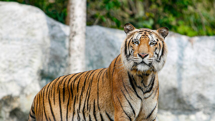 Siberian tiger (Panthera tigris altaica) or the Amur tiger.