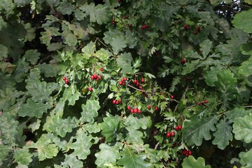whitethorn nice red berries under oak tree