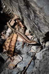 Close-up of a viviparous lizard (Zootoca vivipara) resting among dry leaves and rocks in a forest habitat. The reptile’s natural camouflage and details are clearly visible.