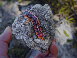 Close-up of a striking Goat Moth (Cossus cossus) caterpillar resting on limestone in the Nyavalyás Hill quarry, Bükk Mountains, Hungary. Vivid colors highlight its unique appearance in the wild.