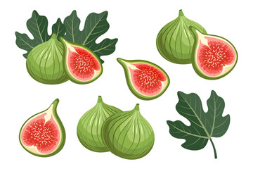 Fresh figs collection, whole, halved and sliced with leaves. Healthy fruit illustration.