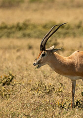 Obraz premium Close-up of a Thomson's gazelle eating grass with long curved horns in Ngorongoro Crater, Tanzania.