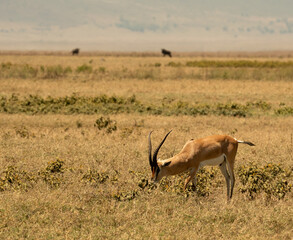 Thomson's gazelle grazing on open grassland in Ngorongoro Crater, Tanzania.