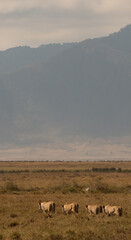 Pride of lions walking away across open grassland with distant mountains in Ngorongoro Crater, Tanzania.
