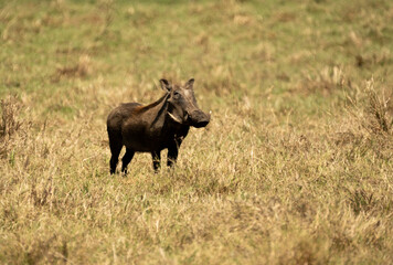 Warthog standing alert in green grassland in Ngorongoro Crater, Tanzania.