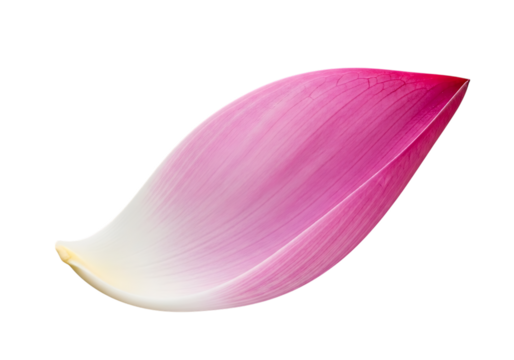 A single delicate pink lotus flower petal with a gradient of color isolated on transparent background