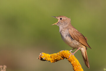 Common Nightingale singing on a branch