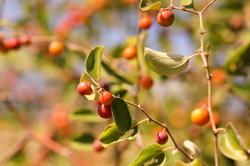 selective focus. Red ber on tree It is a nutritious fruit scientifically called Ziziphus mauritiana. Indian jujube, berry or ber berry moody lighting. Ber fruit is a tropical or subtropical fruit.