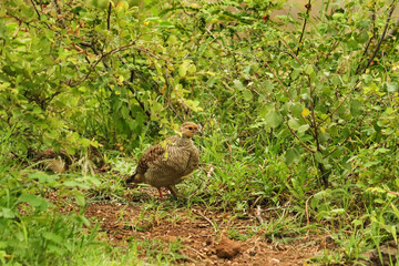 Juvenile Grey Francolin, ground-dwelling birds, foraging in the arid grasslands. A master of camouflage, the Grey Francolin forages for seeds and insects in the dry, scrubby plains of the Indian.
