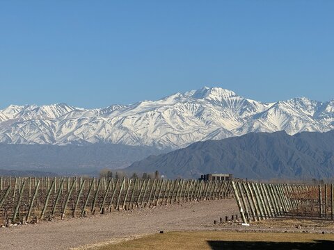 Vi&ntilde;edo de altura al borde de la pre cordillera de Los Andes en Mendoza, Argentina.