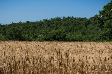 Tuscany country landscape in summer - Italy