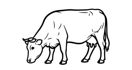 Obraz premium A cow is grazing in a field, it is a black and white dairy cow