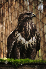 A hawk spreads slightly its wings while perched on a grassy wooden beam.