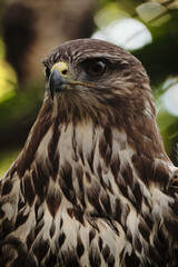 A close-up of a hawks face, showing sharp eyes and detailed plumage.