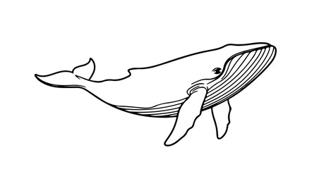Illustration of a whale, , a majestic marine mammal in a simple and elegant design