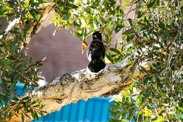 Australian Common Myna (Acridotheres tristis) perched on a branch