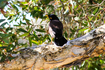 Australian Common Myna (Acridotheres tristis) perched on a branch