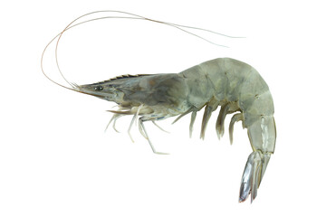 Shrimp in transparency background, fresh raw shrimp full body