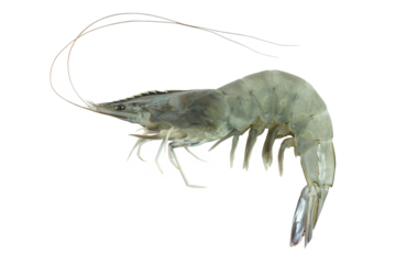 Shrimp in transparency background, fresh raw shrimp full body